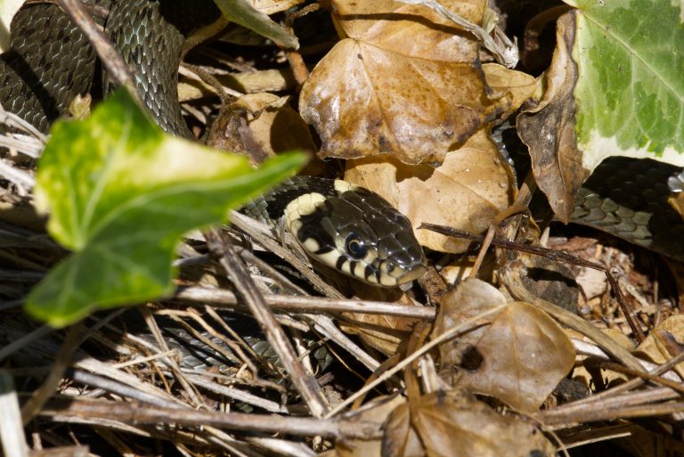 A grass snake (Natrix natrix) under a hedge in the dead leaves.