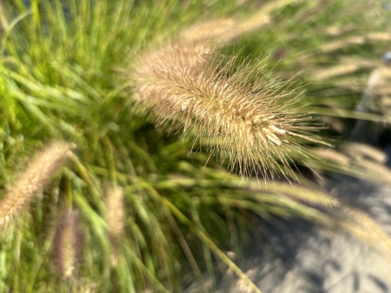 Seed head on a stalk of grass