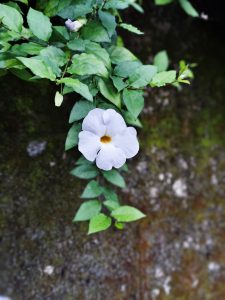 View larger photo: Thunbergia erecta white