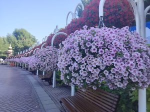 View larger photo: Hanging baskets of purple flowers along a walkway with benches at the side.