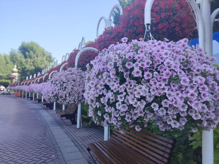 Hanging baskets of purple flowers along a walkway with benches at the side.