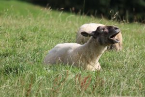 A ewe lying in a field of grass yawning 