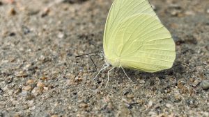 Yellow butterfly on sand