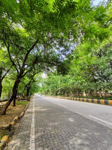 View larger photo: A street in Nagpur, India. Green plants and trees grow on both sides of the street.