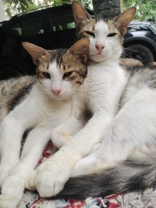 Two white cats, laying down on each other and a black car in the background