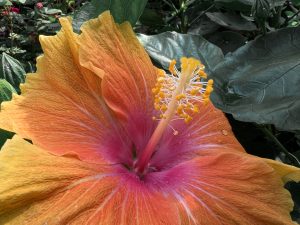 A close-up image of a vibrant hibiscus flower, showcasing its large, velvety petals that transition from yellow on the edges to a deep orange near the center, with a bright pink and red throat. The flower's prominent yellow stamen with white filaments and yellow pollen is clearly visible. Green leaves and other vegetation are blurred in the background.