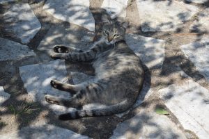 Cat laying on the ground in the park. 