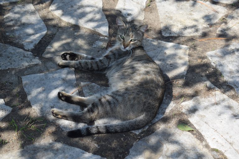 Cat laying on the ground in the park.