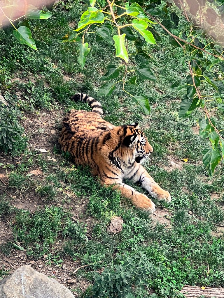 A tiger with orange and black stripes is lying on the grass next to some leafy green plants. Its body is stretched out, and it is looking off to the side. The tiger is outdoors, with some branches and leaves hanging above.