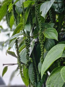 Piper nigrum, known as the black pepper plant with its green, unripe drupe. Beneath the drupe are the green leaves of the plant. 