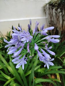 View larger photo: A close up picture of blue bell flowers in a house garden.