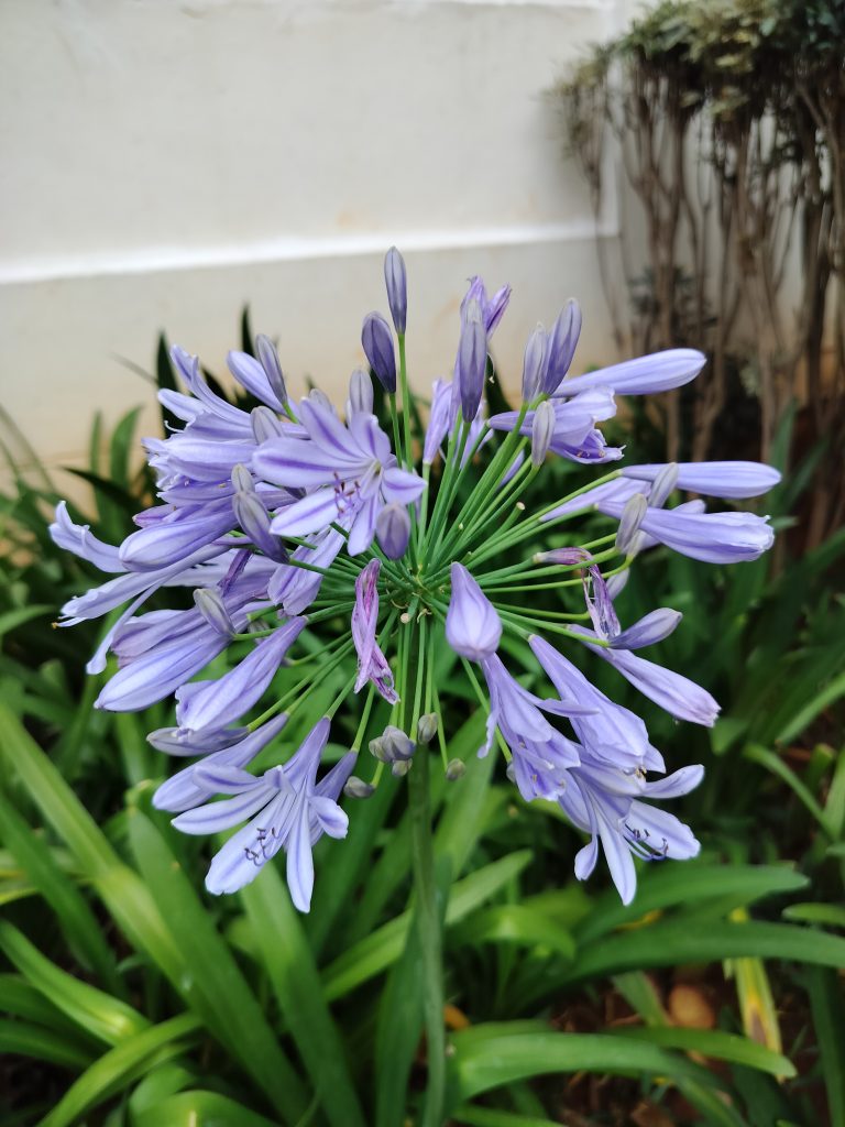 A close up picture of blue bell flowers in a house garden.