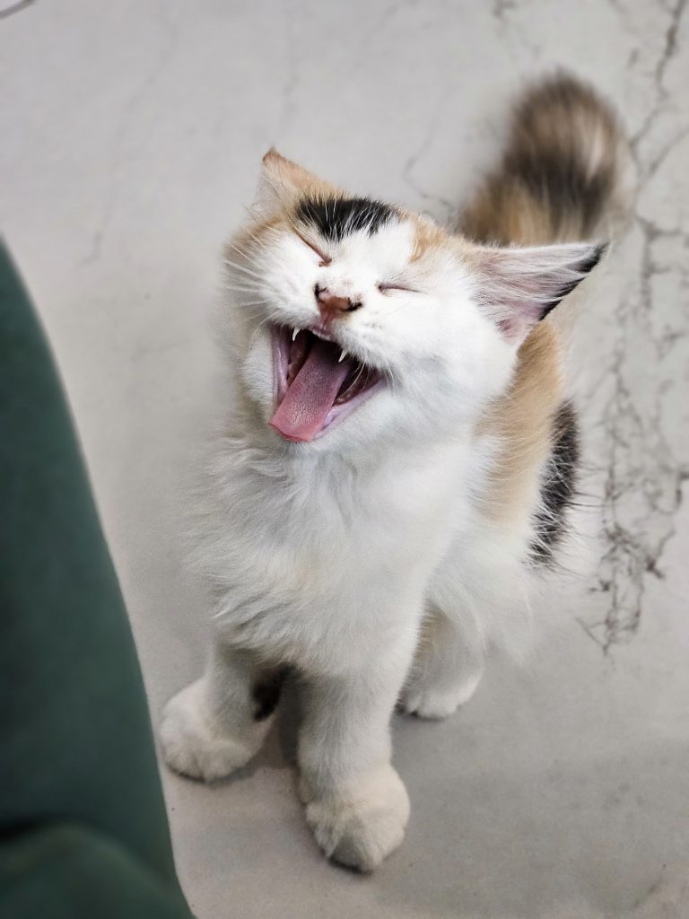 Cat showing teeth by yawning