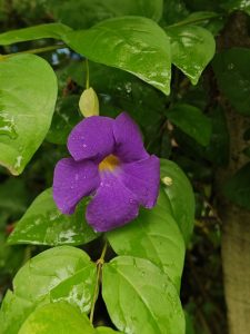 Thunbergia erecta, purple flower against green leaves.