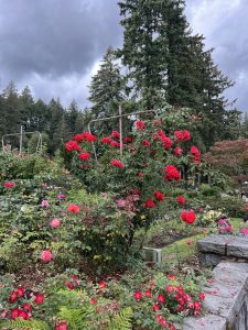 Rose Garden in Portland with bright red and pink roses. Large trees are visible in the background. The sky is cloudy and grey.