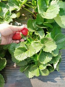 View larger photo: Hand pulling strawberries off the plant.