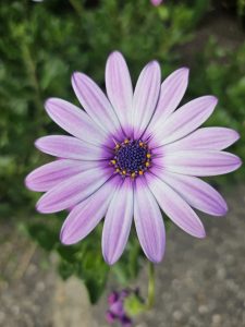 A close-up of a purple daisy-like flower with thin petals and a dark center surrounded by yellow pollen. 