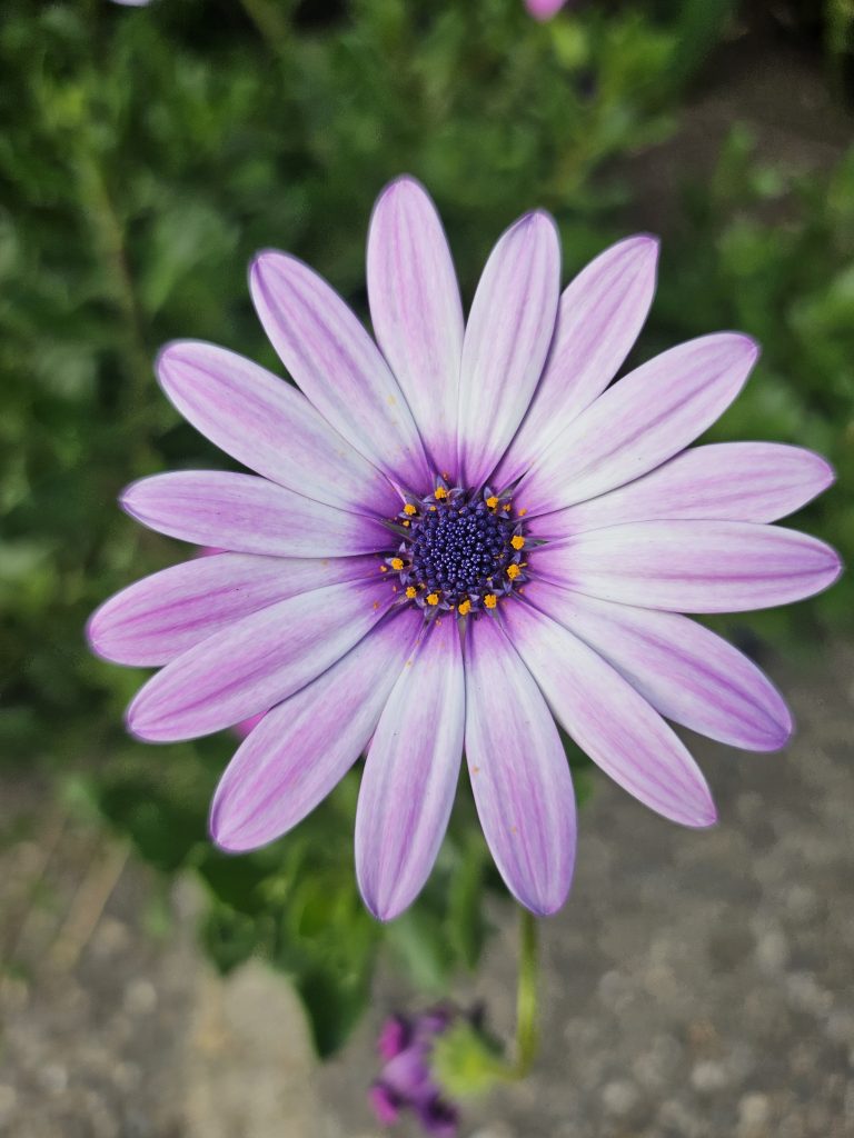 A close-up of a purple daisy-like flower with thin petals and a dark center surrounded by yellow pollen.