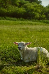  White sheep resting in field at sunset, in Wedel, Schleswig-Holstein, Germany.