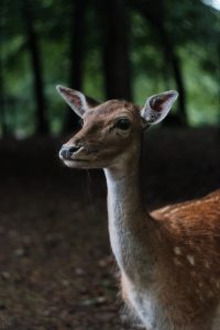 Close-up of a deer in the shadows of the Schwarze Berge forest in Hamburg, Germany, with trees and foliage visible in the background, and the deer looking slightly to the side.