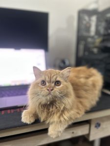 Orange cat sitting on a desk looking up at the ceiling. 