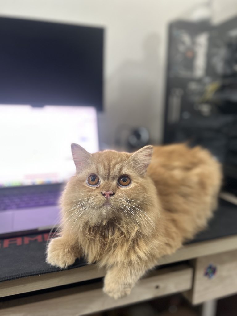 Orange cat sitting on a desk looking up at the ceiling.