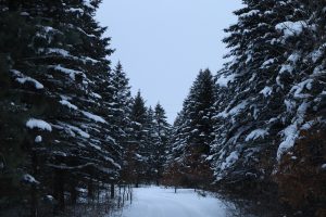 A snowy forest road in the country