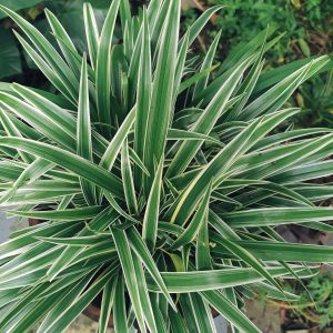 Vibrant Chlorophytum comosum aka Spider Plant