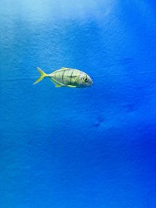 View larger photo: One yellow and black striped fish swimming in an aquarium with a blue wall in the background.