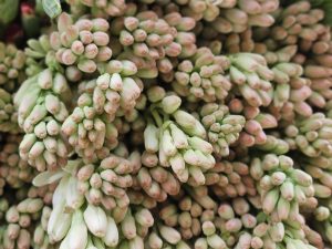 View larger photo: Close up of Tuberose (Agave amica) flower buds kept as bunches in street for sale.