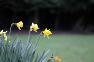 Wild daffodil flowers.