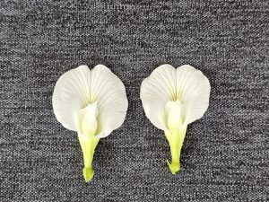 Two white Asian pigeonwings flowers in a gray colour cloth. Taken during my kids play time.