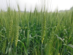 Close-up of green wheat stalks in a lush field. The image shows tall, slender wheat plants with visible grains and long, delicate awns. 