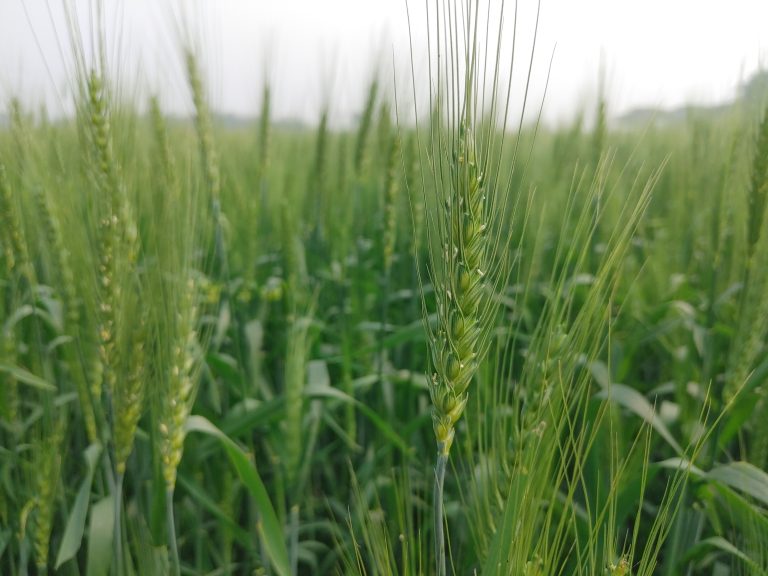 Close-up of green wheat stalks in a lush field. The image shows tall, slender wheat plants with visible grains and long, delicate awns.