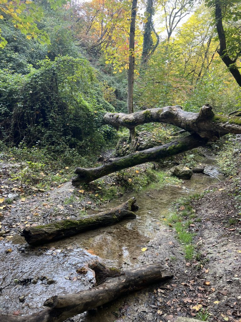 Several tree trunks lie across a small stream in a forest in the Mazandaran province in the north of Iran.