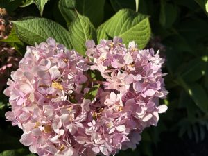 View larger photo: Close-up of a cluster of light pink hydrangea flowers with green leaves in the background.