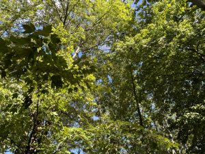 Clear blue sky peeking between thick leafy trees.