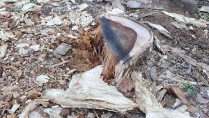  A cut tree stump rests on the earth, displaying its intricate rings and rough bark, with wood chips surrounding it in the background.