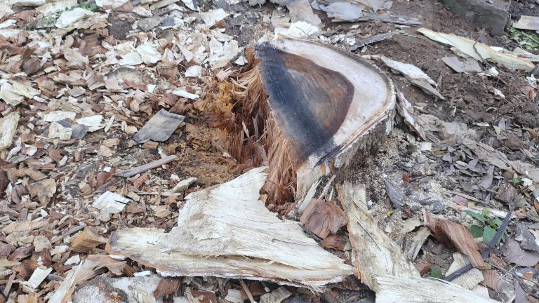 A cut tree stump rests on the earth, displaying its intricate rings and rough bark, with wood chips surrounding it in the background.