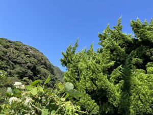 Juniper coniferous trees and shrubs photographed 