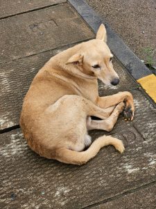 A street dog lying down on a sidewalk. From Kozhikode, Kerala, India 