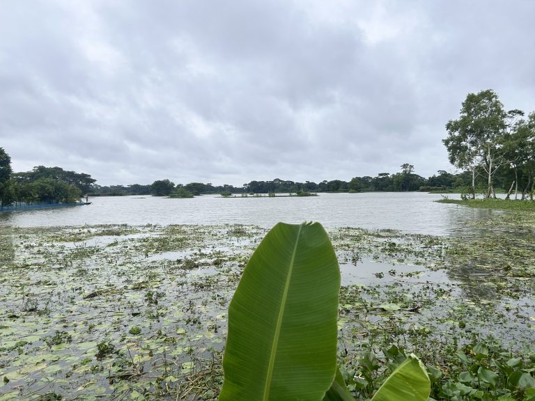 A serene lake scene with partially cloudy skies, surrounded by lush green trees and broad green leaves, grows in the water near the shore.