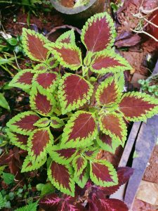 A close-up image of a coleus plant with vibrant, serrated leaves that have a mix of deep purple and bright green edges