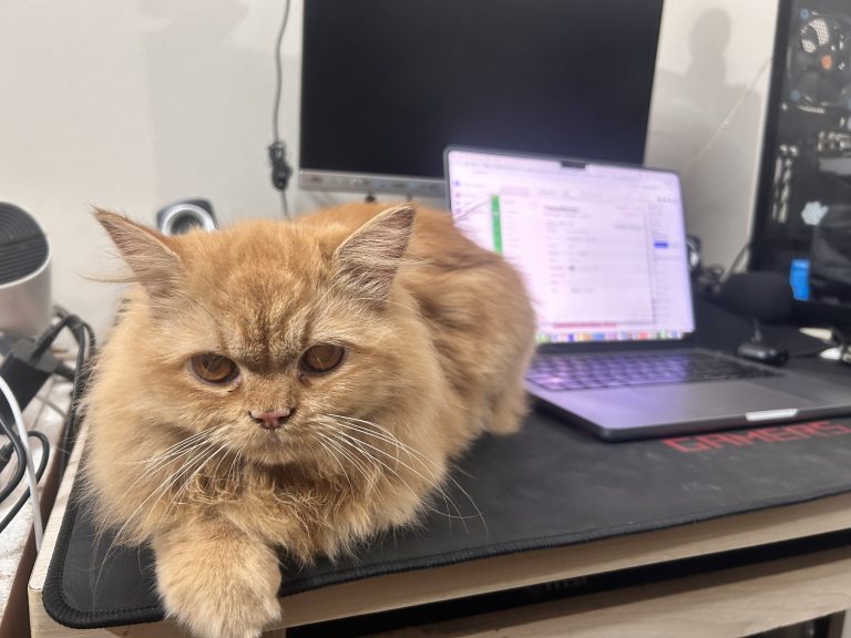 Orange cat with orange eyes lying on a desk, looking right into the camera.