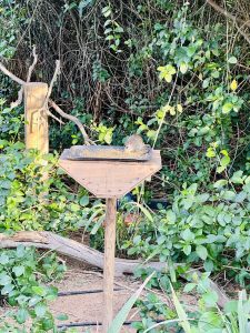 View larger photo: a small brown and white rat eating bird seed off of a wooden bird feeder. 