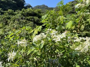 The clematis flowers with rich natural beauty 