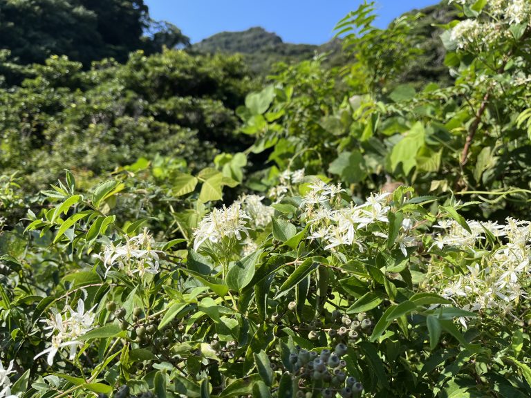 The clematis flowers with rich natural beauty