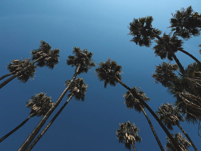 Palm trees stand high above the city of Malaga, Spain.