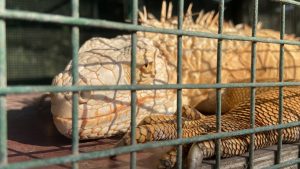 The iguana is sitting in its cage, basking in the sunlight.