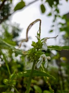 The white small petals of the thumba (Leuca Indica) herb on a bright green stem, found in Kerala, India.